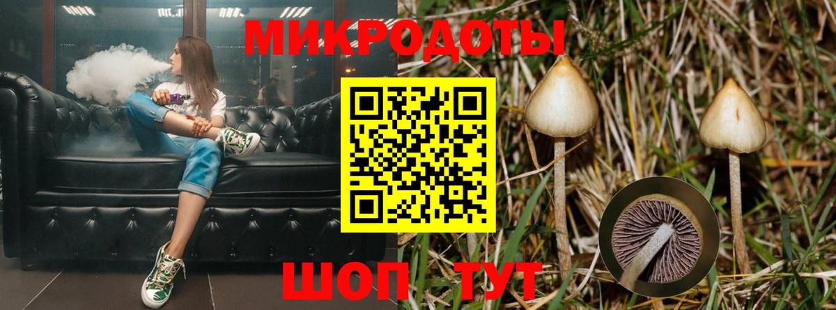 цена наркотик  Вход с VPN  Курчалой  Псилоцибиновые грибы Psilocybine cubensis 
