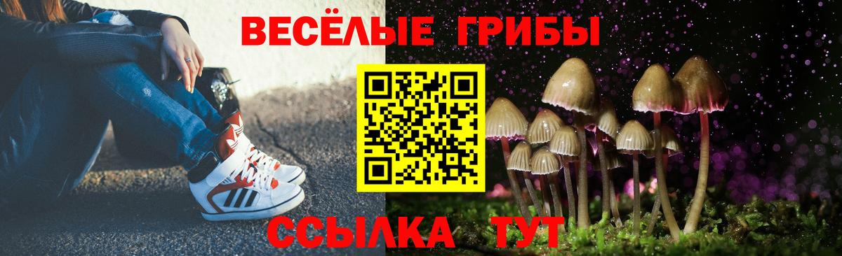 Псилоцибиновые грибы Cubensis Курчалой